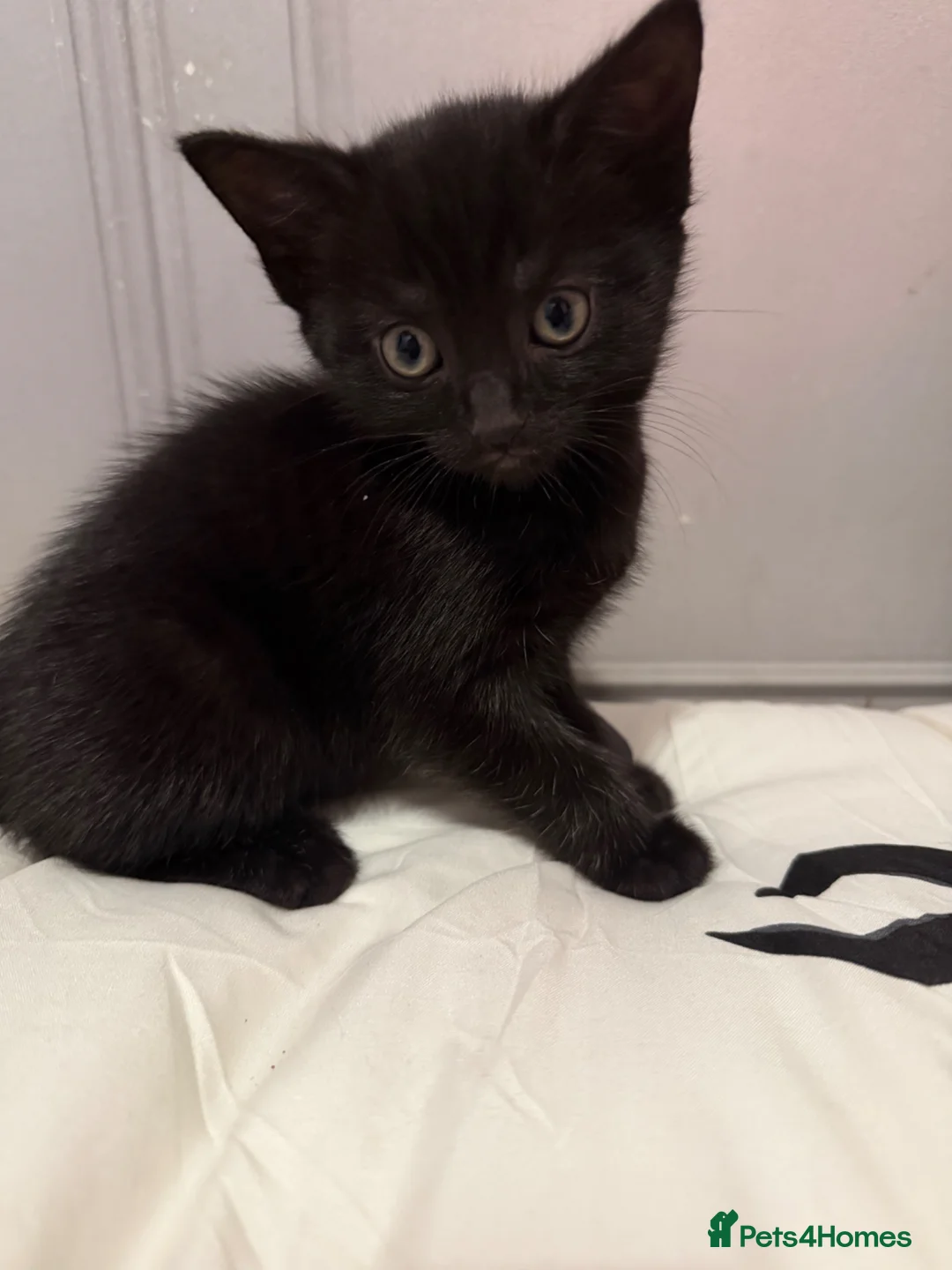 Mixed Breed cats for sale: 2 stunning kittens  - Advert 15