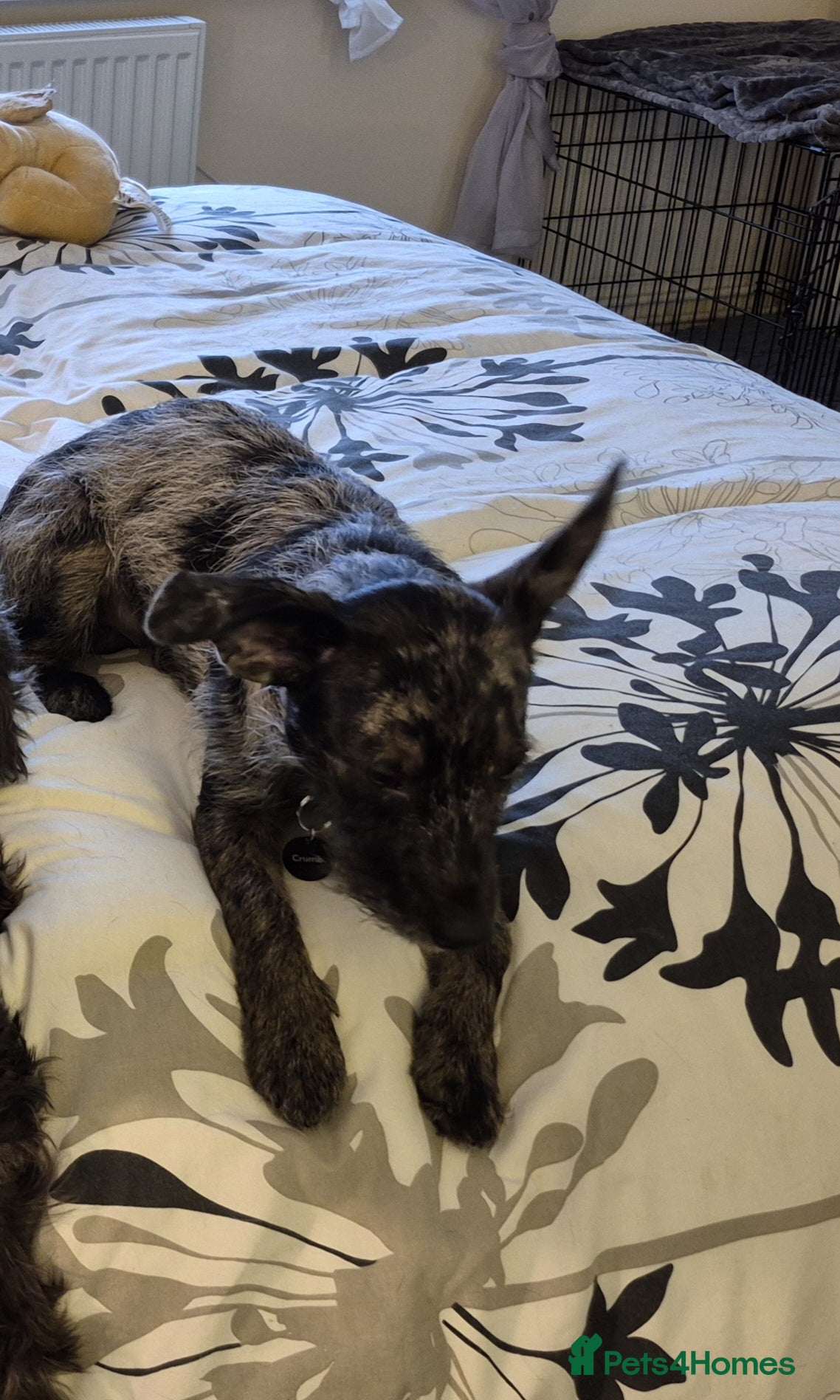Mixed Breed dogs Chihuahua cross 5mths old - Advert 2