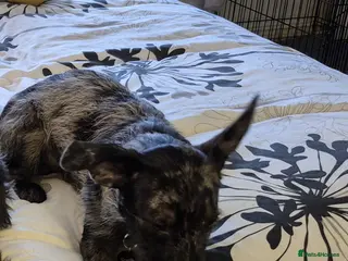 Mixed Breed dogs Chihuahua cross 5mths old - Advert 11