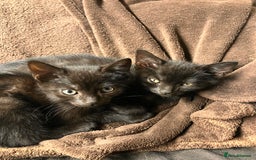Mixed Breed cats for sale: Dobby and Ron - Image 1