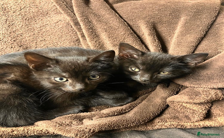 Mixed Breed cats - Advert 13