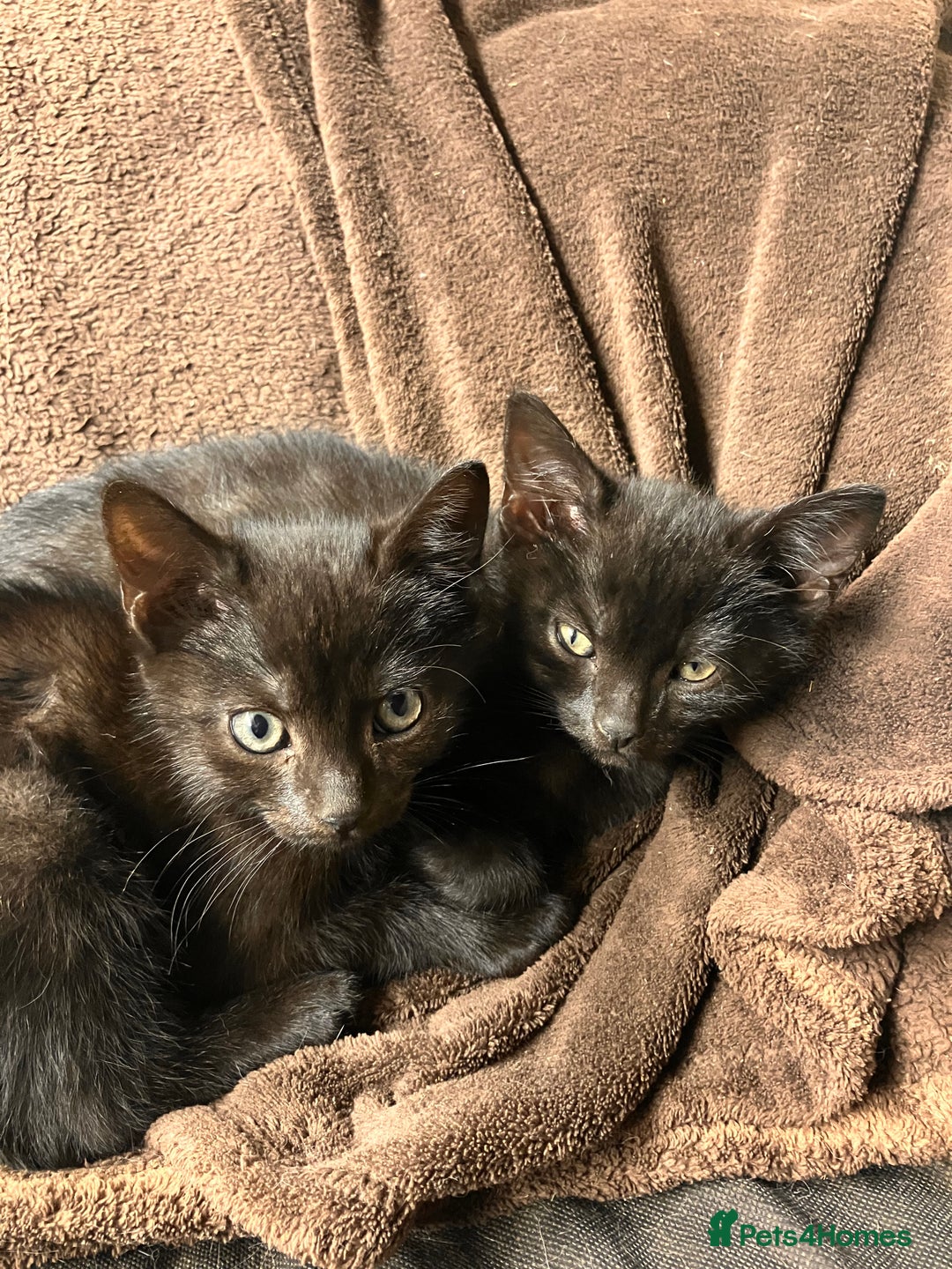 Mixed Breed cats for sale: Dobby and Ron - Image 1