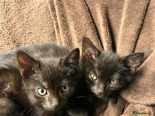 Mixed Breed cats - Advert 17