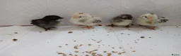 Chickens poultry for sale: Serama chicks  - Advert 1