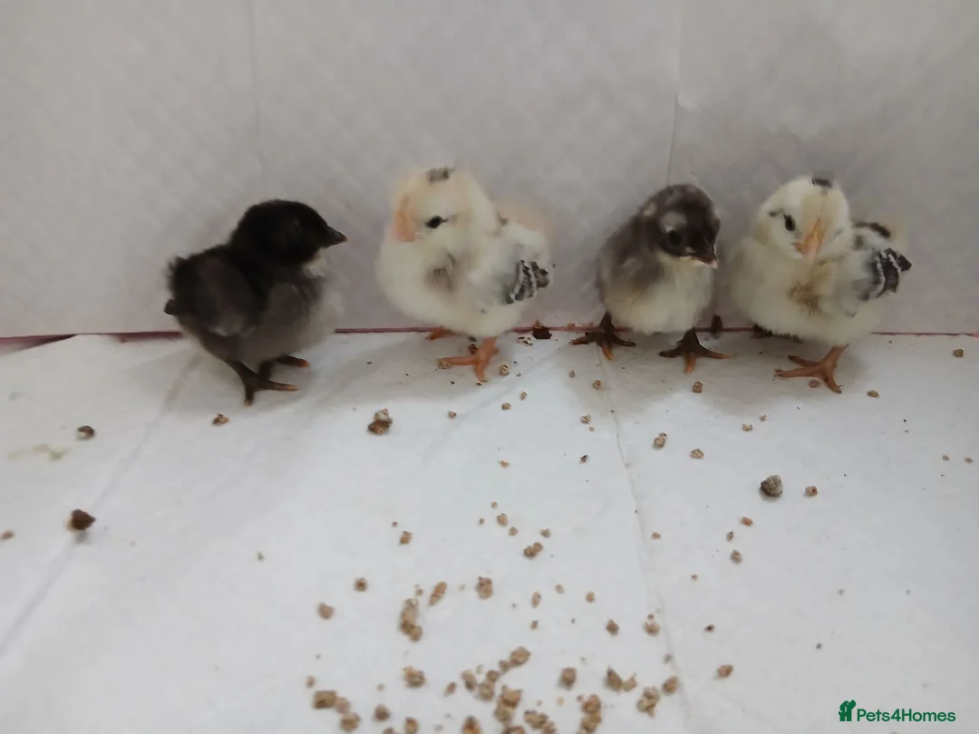 Chickens poultry for sale: Serama chicks  - Advert 1
