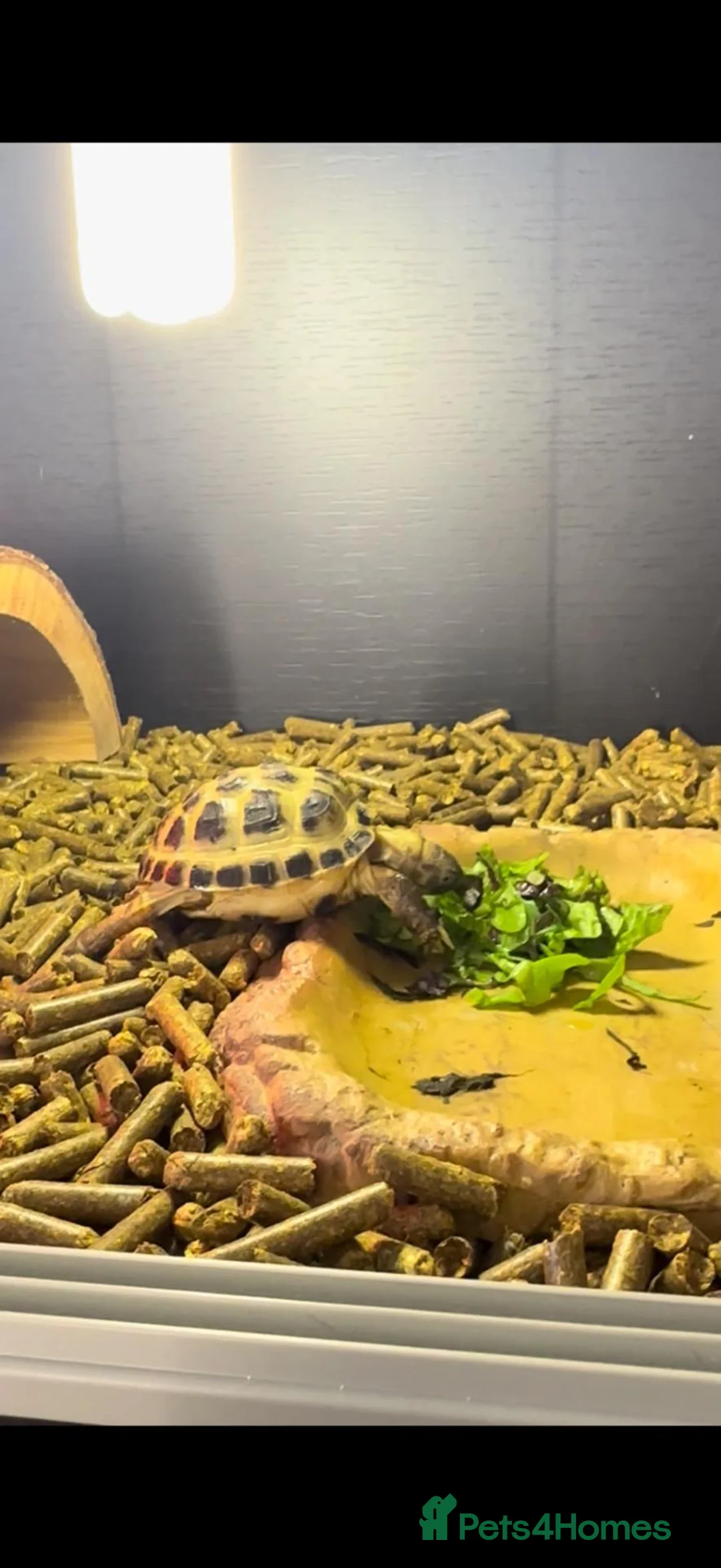 Tortoise reptiles for sale: Horsefield tortoise  in Warrington - Advert 3