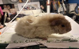 Guinea Pig rodents for sale: 2 baby Guinea pigs for sale  - Image 4