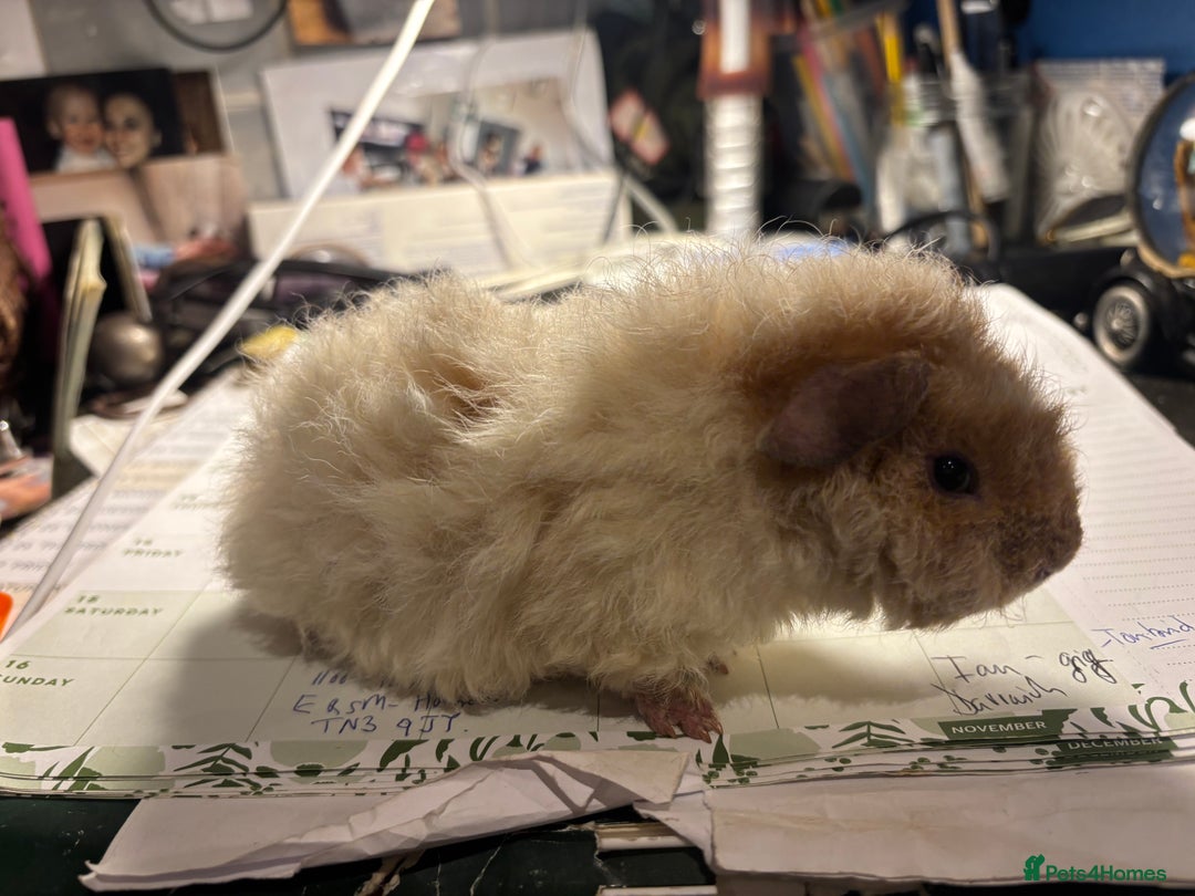 Guinea Pig rodents for sale: 2 baby Guinea pigs for sale  - Image 4