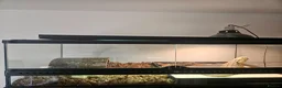 Bearded Dragon reptiles for sale: Adult male beardie  - Advert 3