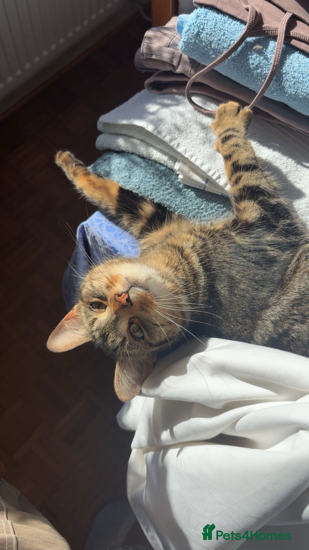 British Shorthair cats for sale: Arlo  - Advert 8