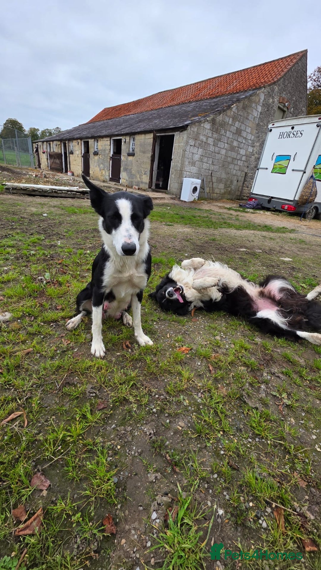 Border Collie dogs for sale: 12 Border Collie Puppies for sale  - Image 16