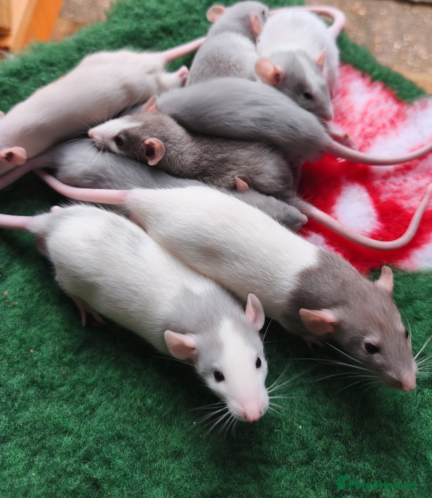 Rat rodents Dumbo male and female blue blazed rats - Advert 1