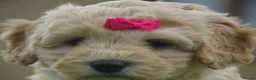 Cockapoo dogs for sale: Stunning Cockapoo Puppies  - Advert 9