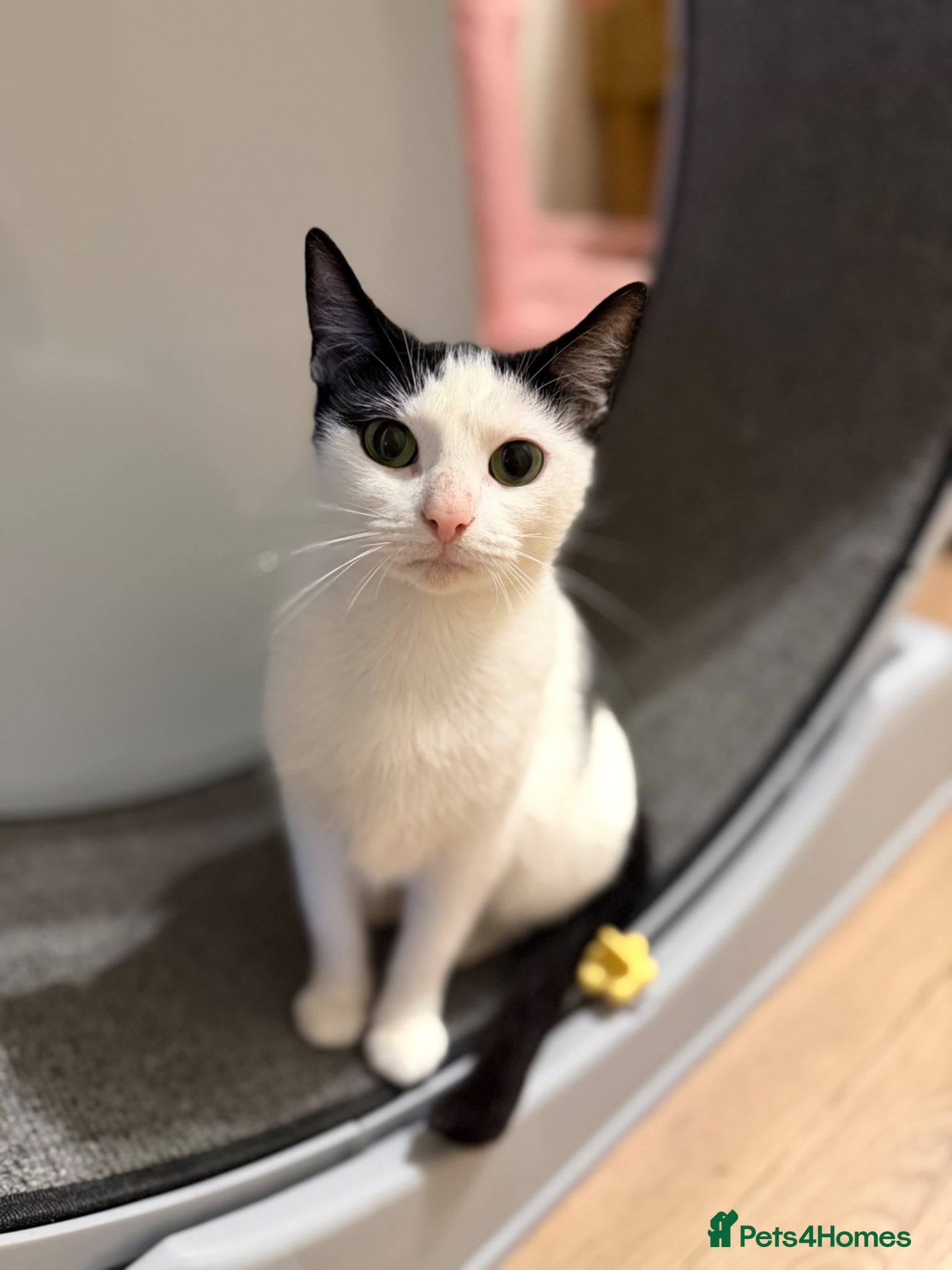 Mixed Breed cats No fee- very sweet indoor cat (Pudding female)  - Advert 2