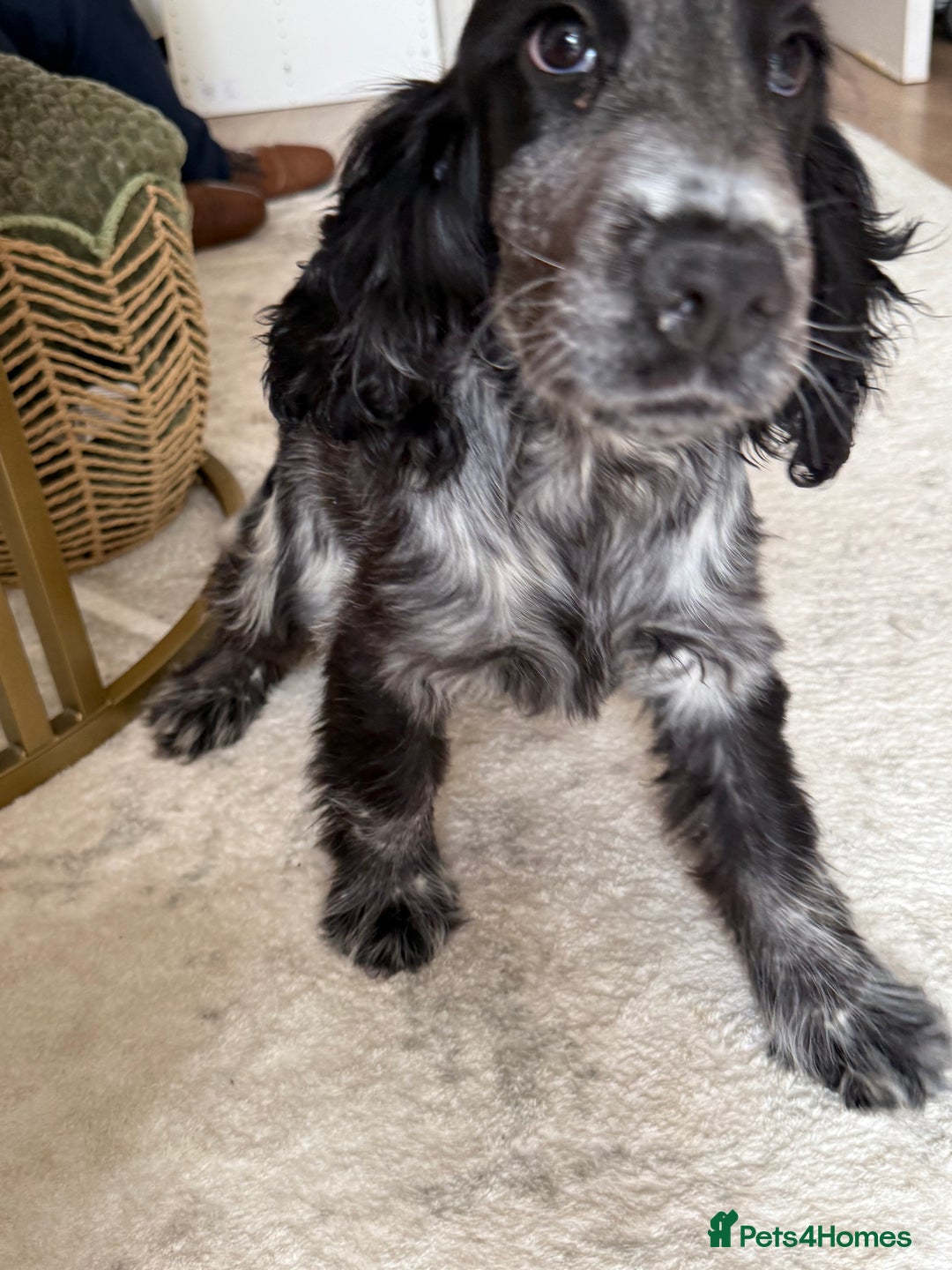 Cocker Spaniel dogs for sale: Blue roan show cocker spaniel  - Image 17