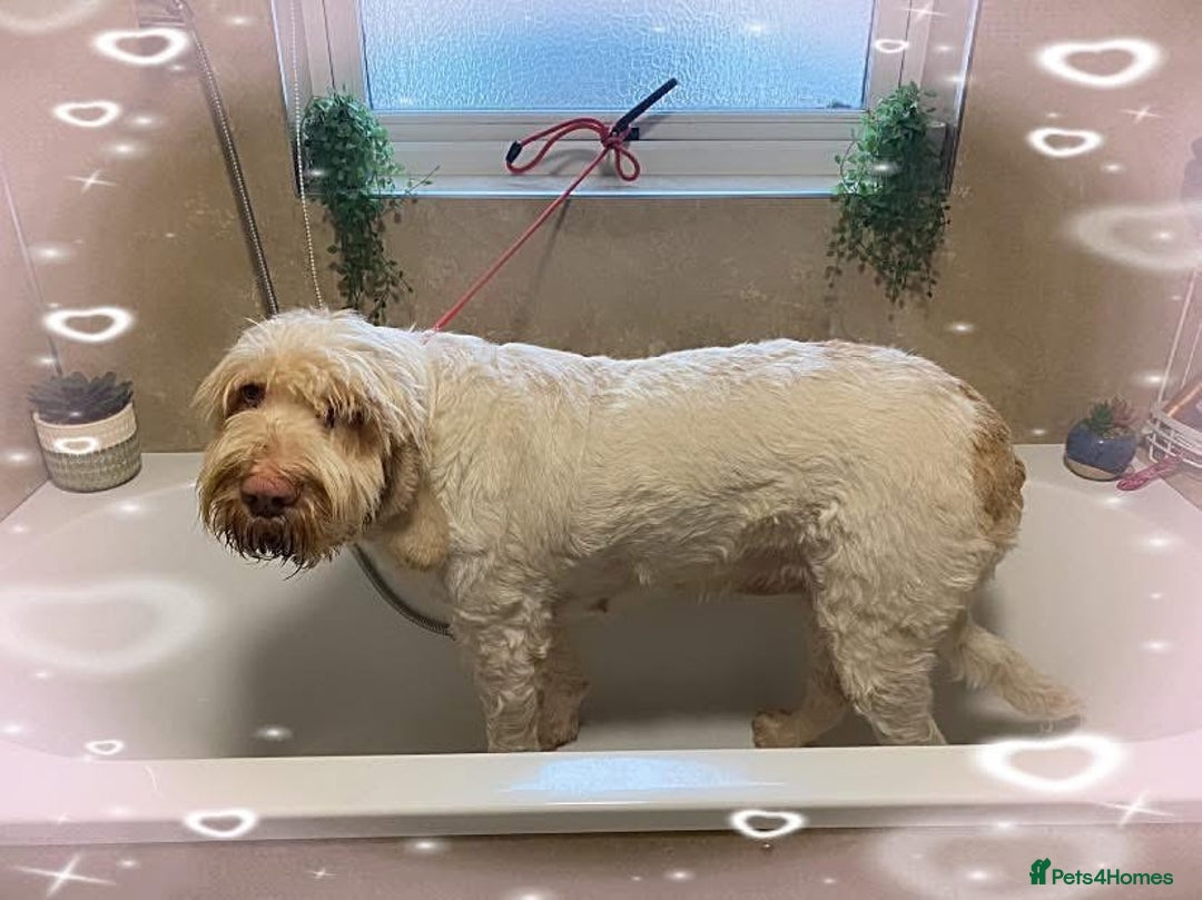 Italian Spinone dogs for sale: ITALIAN SPINONE WAITING LIST OPEN -DUE OCT - Image 12