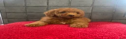 Miniature Poodle dogs for sale: Stunning Fox Red Minature Poodle Pups  - Advert 25