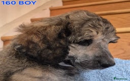 Standard Poodle dogs for sale: KC reg Brown Parti & phantom Standard Poodle pups - Image 15