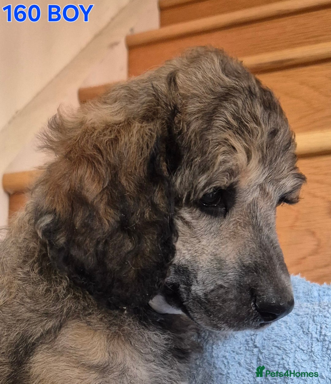 Standard Poodle dogs for sale: KC reg Brown Parti & phantom Standard Poodle pups - Image 15