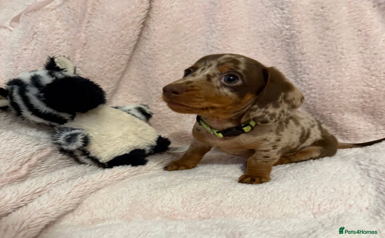 Dachshund dogs - Advert 3