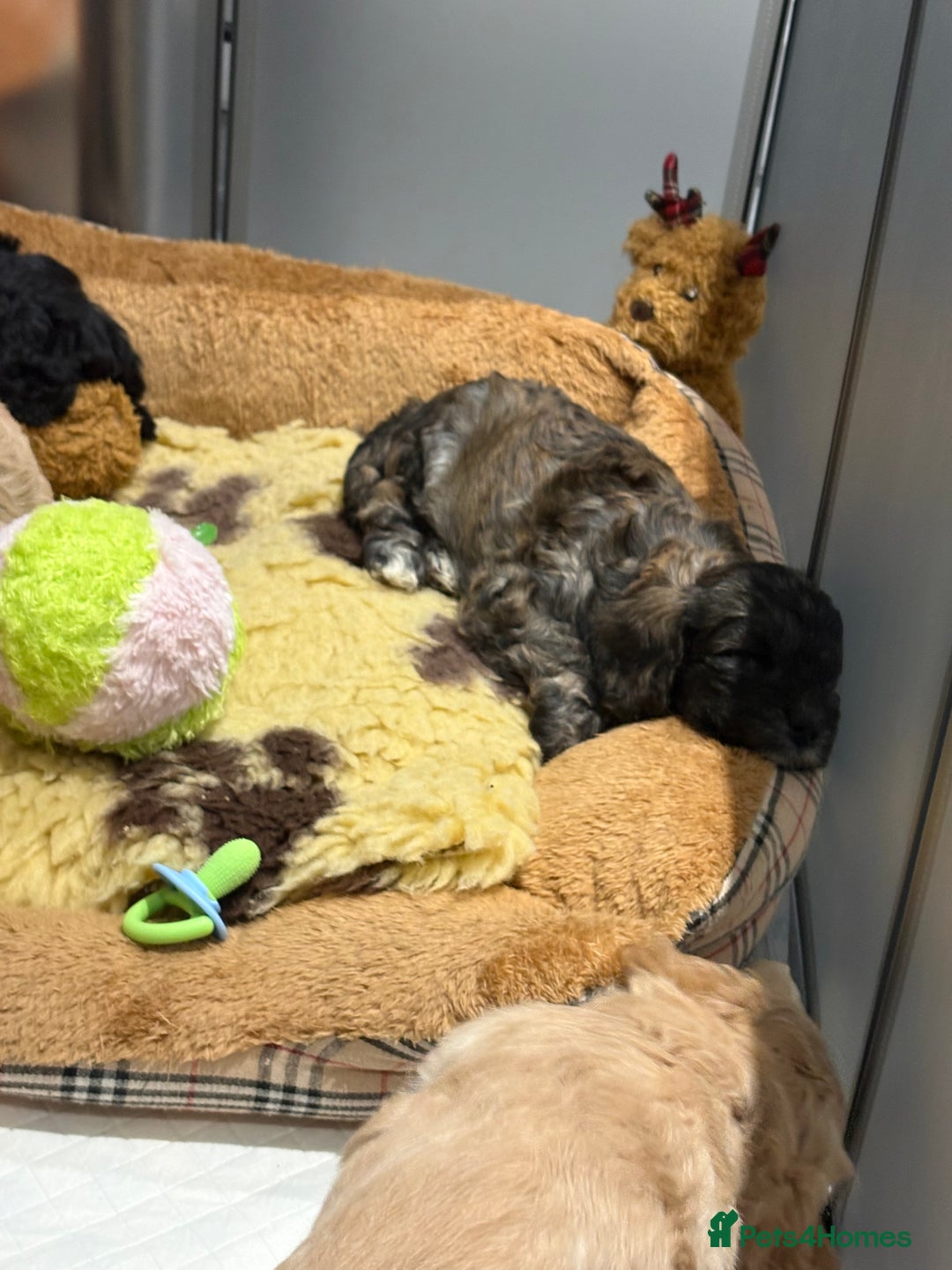 Cockapoo dogs for sale: Beautiful litter of cockerpoo puppies  - Advert 27