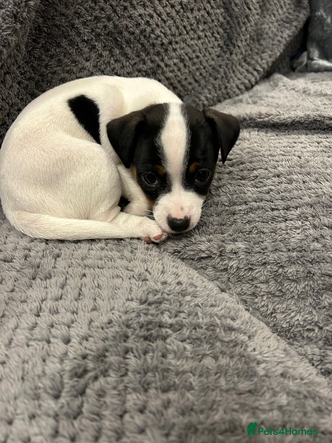 Jack Russell dogs for sale: Beautiful tri coloured female Jack Russell’s  - Advert 5
