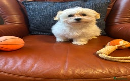 Maltese dogs for sale: Extra mini adorable pups in Bury - Image 2
