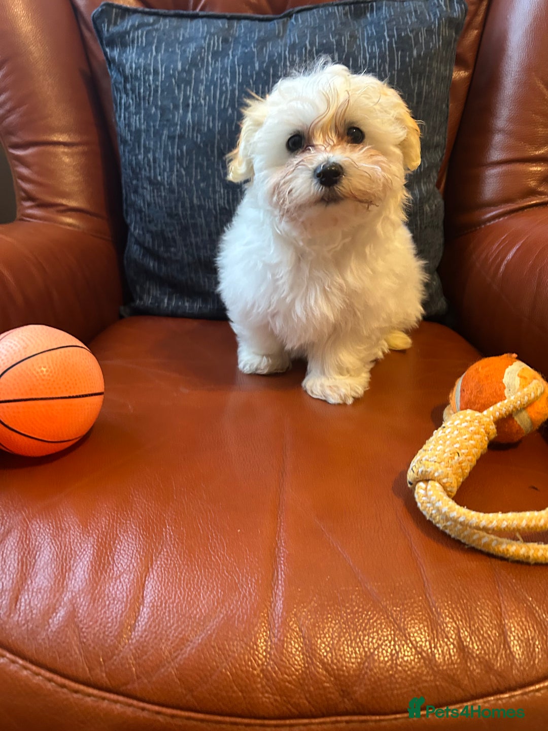 Maltese dogs for sale: Extra mini adorable pups in Bury - Image 2
