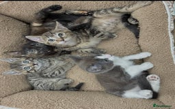 Mixed Breed cats for sale: LOVELY KITTENS  - Advert 4
