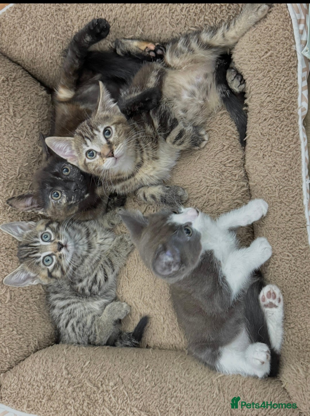 Mixed Breed cats for sale: LOVELY KITTENS  - Advert 4