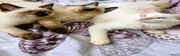 Ragdoll cats for sale: 💙 Beautiful Ragdoll Male Kittens 💙 - Advert 2