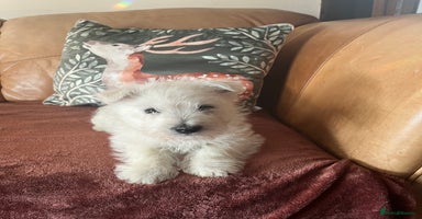 West Highland Terrier dogs - Advert 7