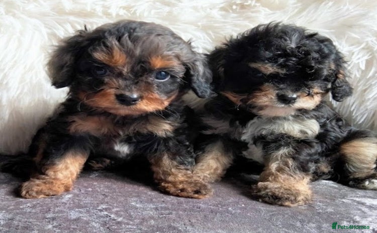 Cavapoo dogs - Advert 7