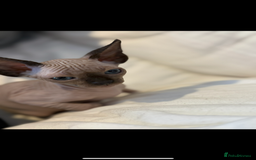 Sphynx cats for sale: sphynx canadian kittens ready to leave now  - Image 24