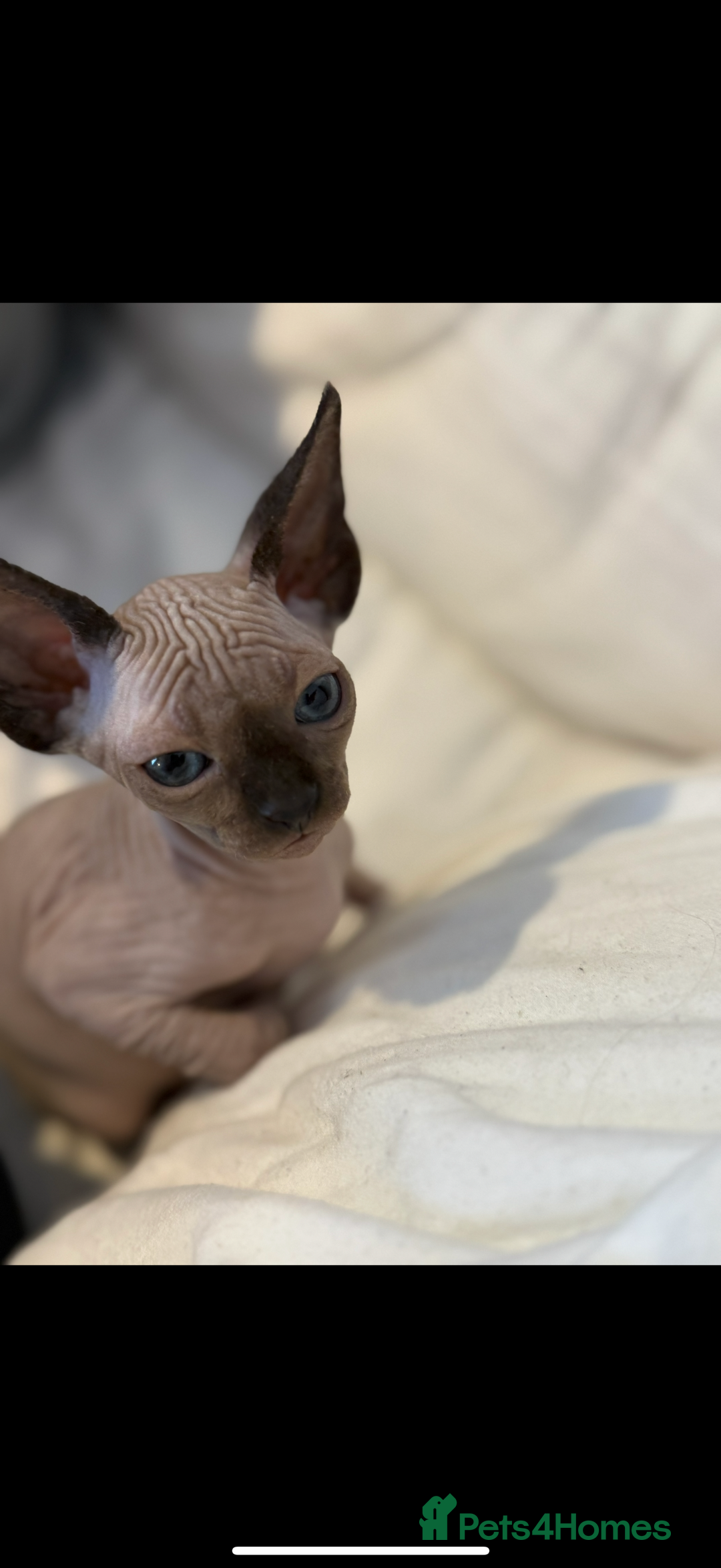 Sphynx cats for sale: sphynx canadian kittens ready to leave now  - Image 24