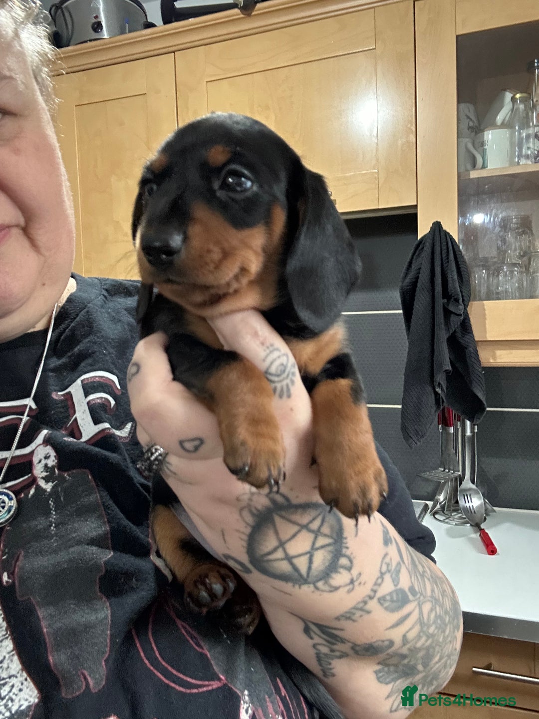 Miniature Dachshund dogs for sale: Kc miniature dachshund  - Advert 9