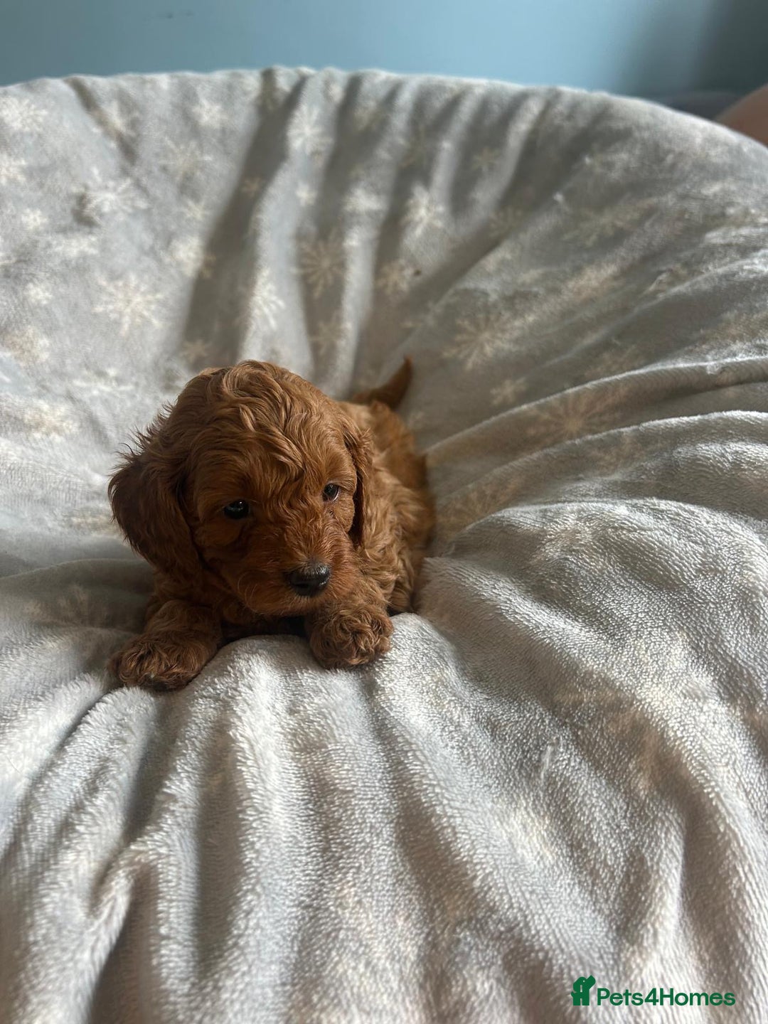 Cavapoo dogs for sale: Stunning F1B Cavapoo puppies  - Image 19
