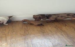 Mixed Breed dogs for sale: 4 Jack Russell cross Dachshund puppies - Image 25