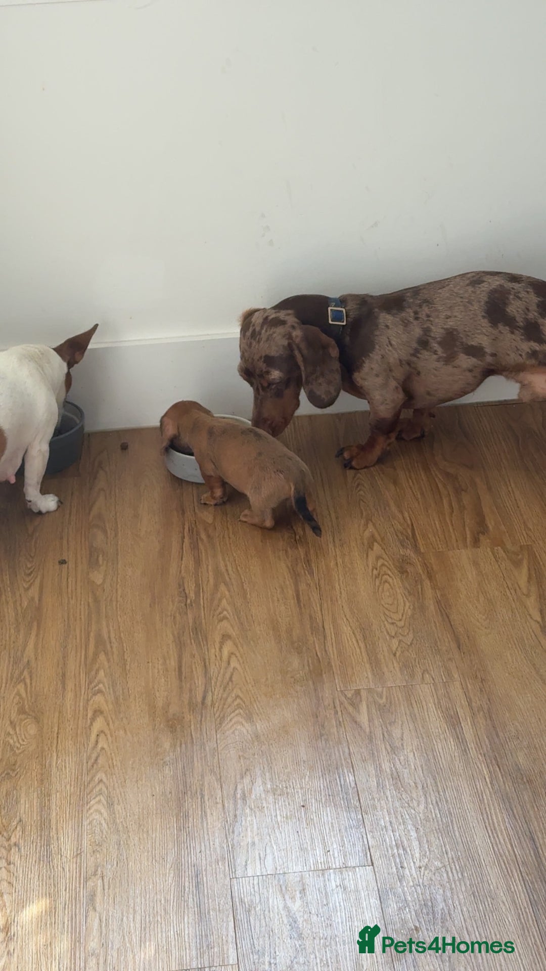 Mixed Breed dogs for sale: 4 Jack Russell cross Dachshund puppies - Image 25
