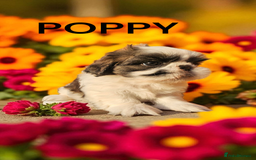 Shih Tzu dogs for sale: 💕🐶💕 STUNNING SHIH TZU 💕🐶💕 - Image 23