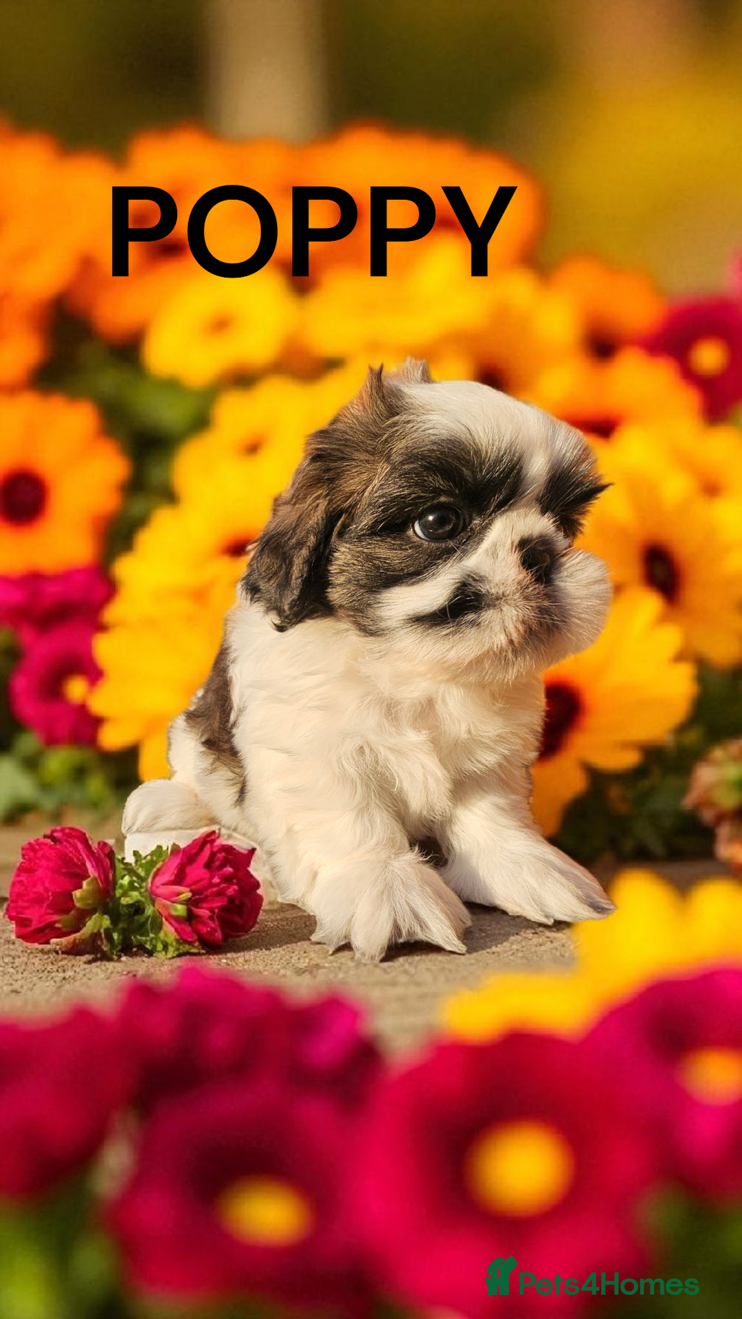 Shih Tzu dogs for sale: 💕🐶💕 STUNNING SHIH TZU 💕🐶💕 - Image 23