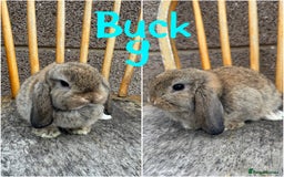 Mini Lop rabbits for sale: Pure breed mini lop male and female  - Image 15