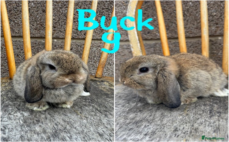 Mini Lop rabbits - Advert 7