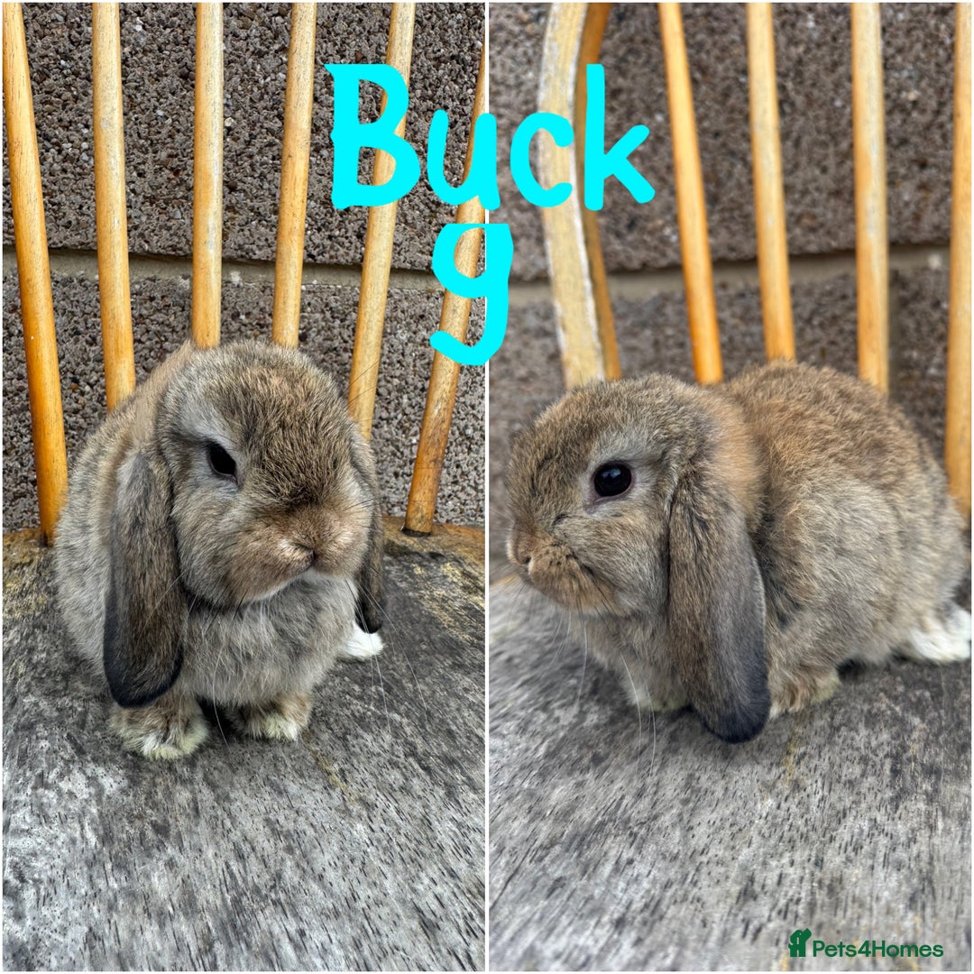 Mini Lop rabbits for sale: Pure breed mini lop male and female  - Image 15
