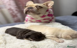 French Bulldog dogs for sale: French bulldog  - Advert 2