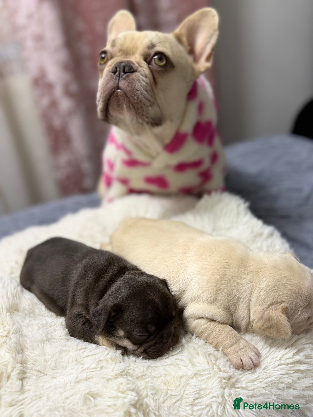 French Bulldog dogs for sale: French bulldog  - Advert 2