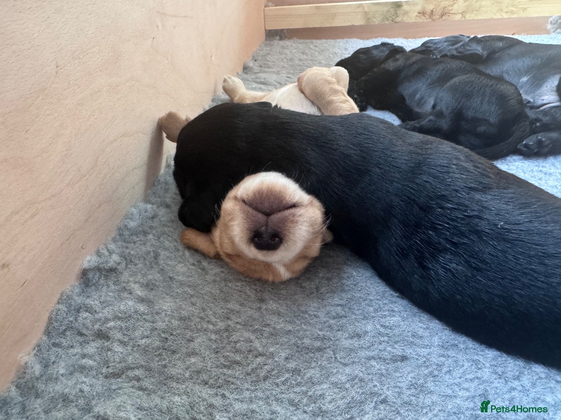 Cockerdor dogs 🐾 Beautiful Cockerdor Puppies ❤️ - Advert 2