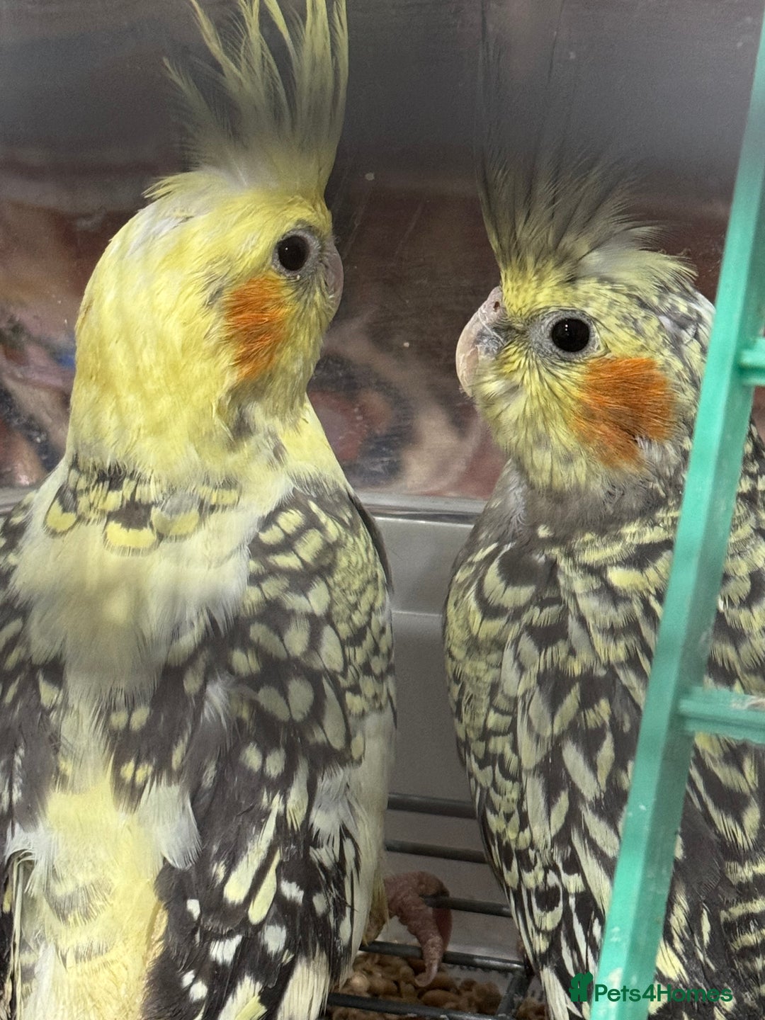 Cockatiels birds for sale: Baby cockatiels  - Advert 8