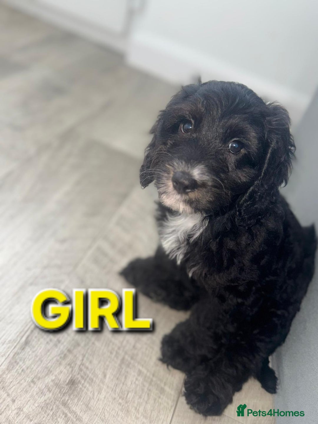 Cockapoo dogs for sale: Beautiful Cockapoo Puppies  - Image 8