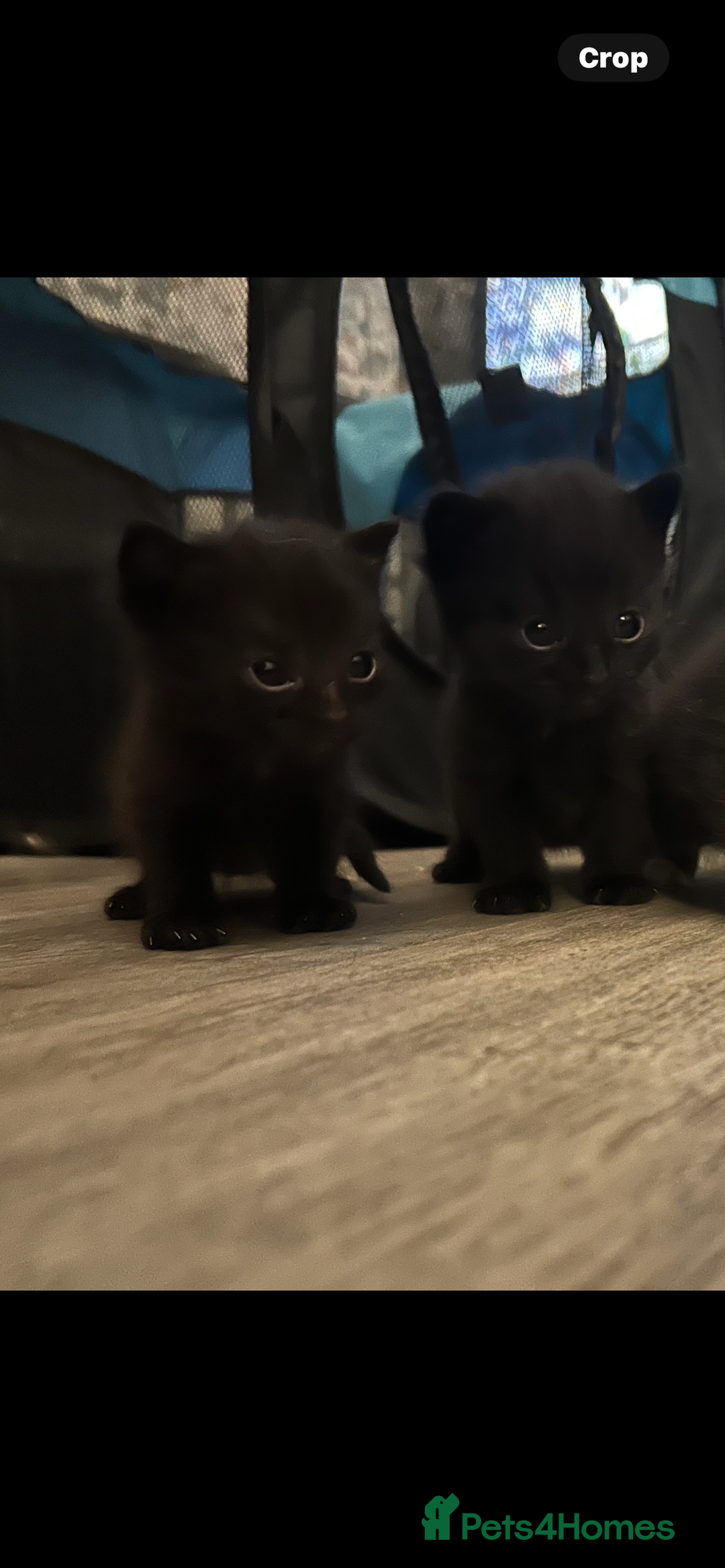 Ragdoll cats for sale: Beautiful Ragdoll mixed kittens for sale - Image 2